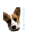 かわいーこーぎー（個別スタンプ：9）
