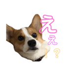 かわいーこーぎー（個別スタンプ：10）