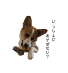 かわいーこーぎー（個別スタンプ：12）