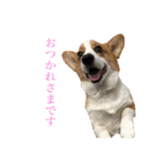 かわいーこーぎー（個別スタンプ：13）