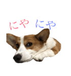 かわいーこーぎー（個別スタンプ：15）
