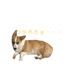 かわいーこーぎー（個別スタンプ：16）