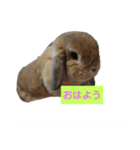 あいさつもか（個別スタンプ：1）