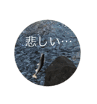 ぺんぺんのスタンプ（個別スタンプ：8）