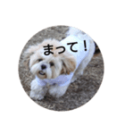 わんこ！ミルク（個別スタンプ：6）