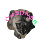 とくちゃんず（個別スタンプ：6）