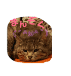 とくちゃんず（個別スタンプ：10）