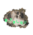 とくちゃんず（個別スタンプ：11）