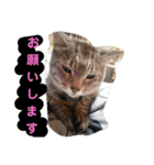 とくちゃんず（個別スタンプ：22）
