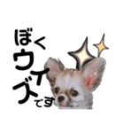 ウィズさんのスタンプ  第1章（個別スタンプ：1）