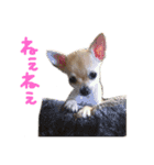 s.fam dog（個別スタンプ：1）