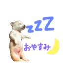 s.fam dog（個別スタンプ：2）