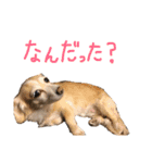 s.fam dog（個別スタンプ：3）
