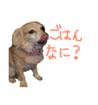 s.fam dog（個別スタンプ：4）