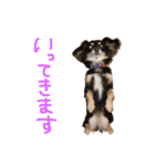 s.fam dog（個別スタンプ：5）