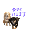 s.fam dog（個別スタンプ：6）