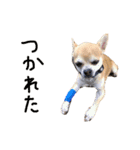 s.fam dog（個別スタンプ：7）