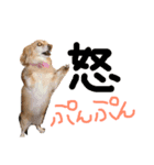 s.fam dog（個別スタンプ：8）