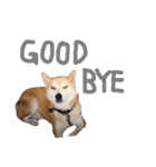 s.fam dog（個別スタンプ：9）