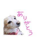 s.fam dog（個別スタンプ：11）