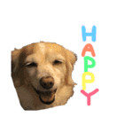 s.fam dog（個別スタンプ：12）