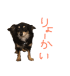 s.fam dog（個別スタンプ：13）