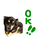 s.fam dog（個別スタンプ：15）