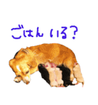 s.fam dog（個別スタンプ：16）