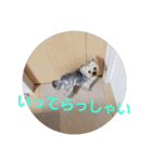 ヨーキーなラスク2（個別スタンプ：4）