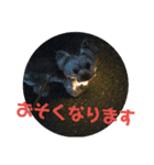 ヨーキーなラスク2（個別スタンプ：8）