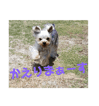 ヨーキーなラスク2（個別スタンプ：9）