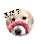 愛犬スタンプ サニー（個別スタンプ：1）