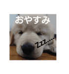 愛犬スタンプ サニー（個別スタンプ：2）