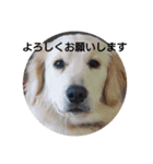愛犬スタンプ サニー（個別スタンプ：3）