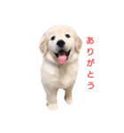愛犬スタンプ サニー（個別スタンプ：4）