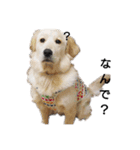 愛犬スタンプ サニー（個別スタンプ：5）