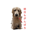 愛犬スタンプ サニー（個別スタンプ：6）