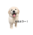 愛犬スタンプ サニー（個別スタンプ：12）