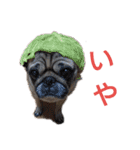 愛犬スタンプ サニー（個別スタンプ：15）