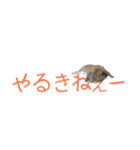 グレポテ(可愛いうさぎのポテ)（個別スタンプ：1）