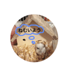 ハムスターみるくの日常①（個別スタンプ：22）