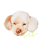 プ～イの日常会話（個別スタンプ：1）