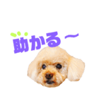 プ～イの日常会話（個別スタンプ：13）