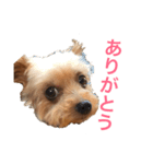 ピノのぼやき（個別スタンプ：7）