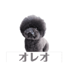 オレオ自称トイプードルのスタンプです。2（個別スタンプ：1）