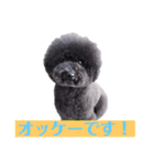 オレオ自称トイプードルのスタンプです。2（個別スタンプ：2）