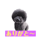 オレオ自称トイプードルのスタンプです。2（個別スタンプ：3）