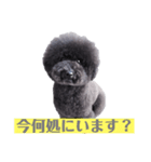 オレオ自称トイプードルのスタンプです。2（個別スタンプ：5）
