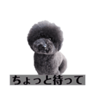 オレオ自称トイプードルのスタンプです。2（個別スタンプ：6）