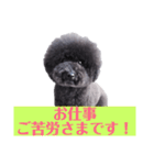 オレオ自称トイプードルのスタンプです。2（個別スタンプ：10）